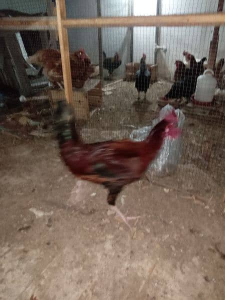 Urgent Sale 03 Male & 08 Egg laying Females  Healthy 3