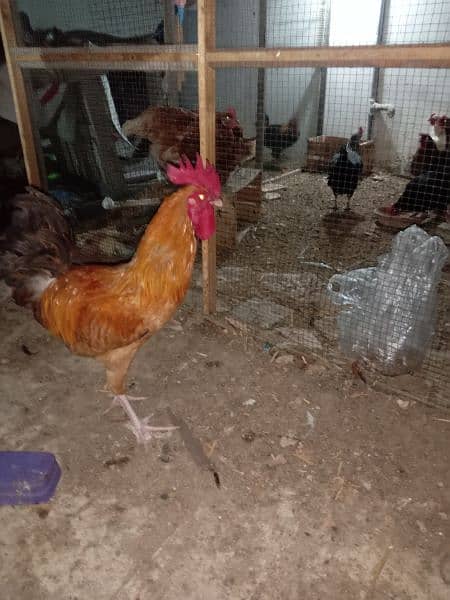 Urgent Sale 03 Male & 08 Egg laying Females  Healthy 4
