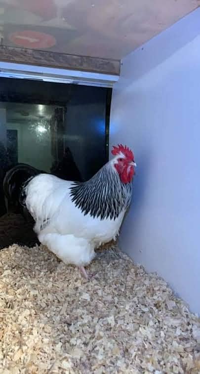 Heritage Light Sussex fertile eggs and chicks available 2