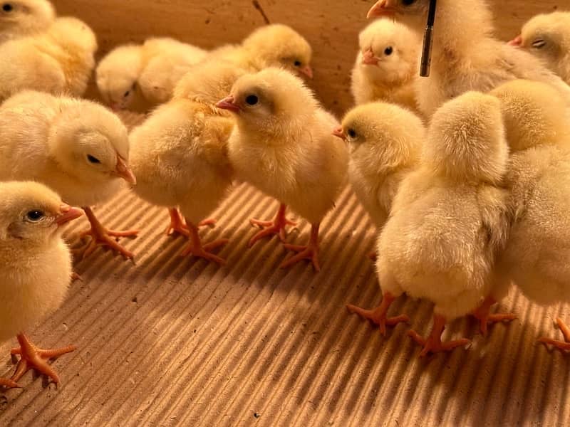 Heritage Light Sussex fertile eggs and chicks available 3