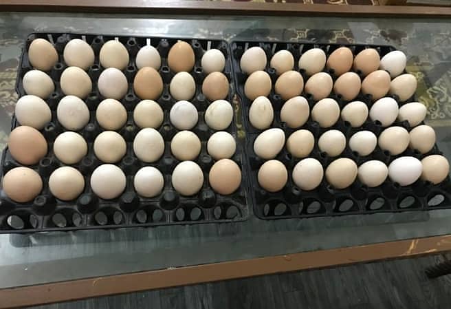 Heritage Light Sussex fertile eggs and chicks available 4
