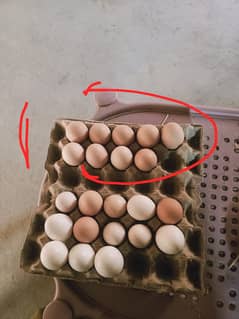 RIR, Austrolop, Misri fertile / Desi eggs