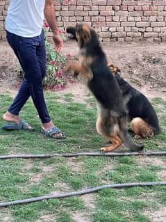 German Shepherd pair 7 months age full trand and active