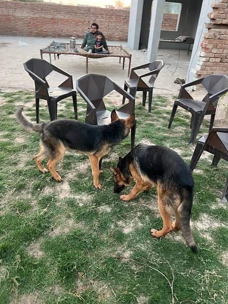 German Shepherd pair 7 months age full trand and active 2