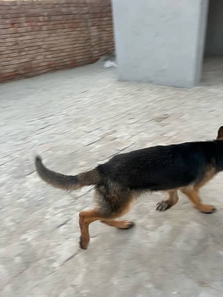 German Shepherd pair 7 months age full trand and active 5