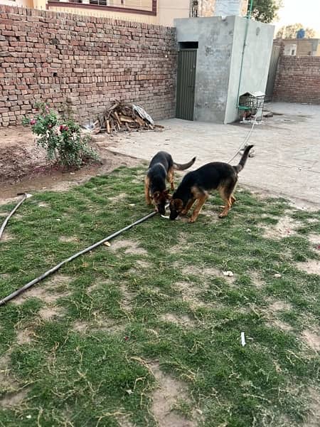 German Shepherd pair 7 months age full trand and active 7