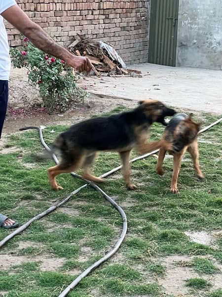 German Shepherd pair 7 months age full trand and active 8