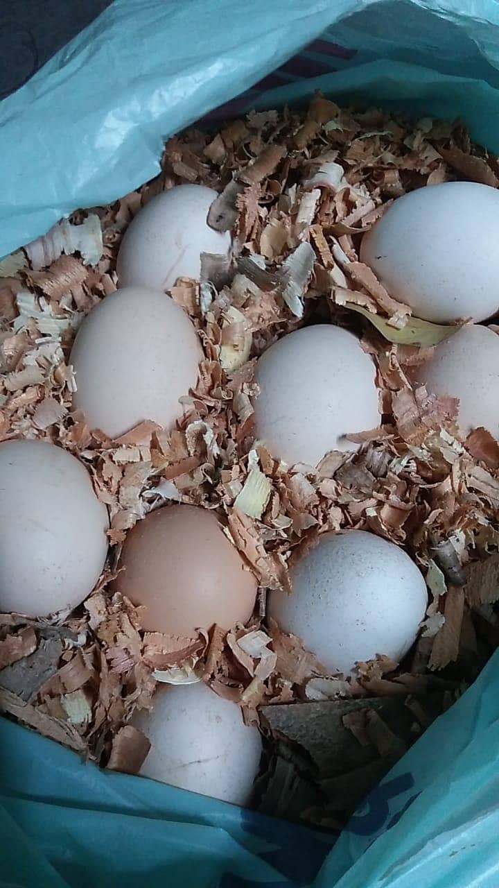 RIR, Austrolop, Misri fertile / Desi eggs 1