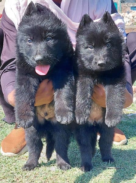 3Treppal cort black German Shepherd pair looking for new Home 1