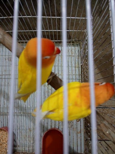 lateno Red eyes breeder pair for sale 2