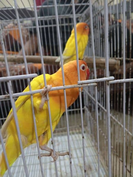 lateno Red eyes breeder pair for sale 4