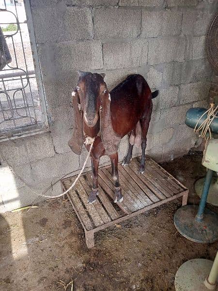 pair of goat for sale 2