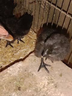 Ayam cemani checks breeder pair available 0