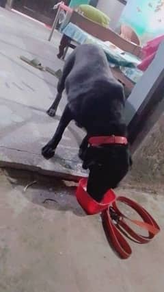 Labrador female dog urgent sale
