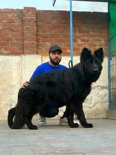 Black German shepherd  GSD Pink pedigree huge size triple coat 0