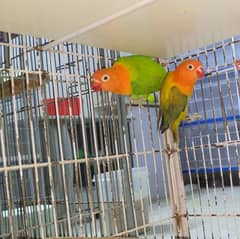 love birds adult pairs for sale 0