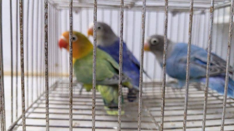 love birds adult pairs for sale 1