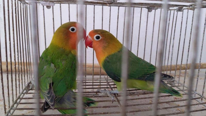 love birds adult pairs for sale 2