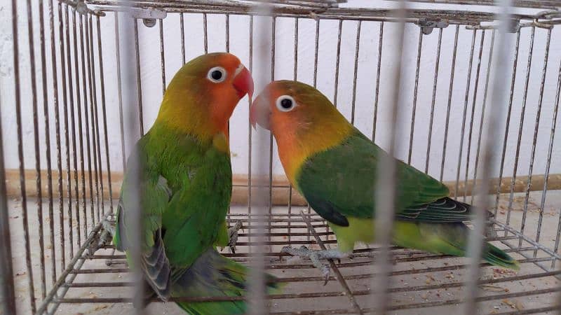 love birds adult pairs for sale 3