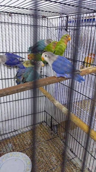 love birds adult pairs for sale 5