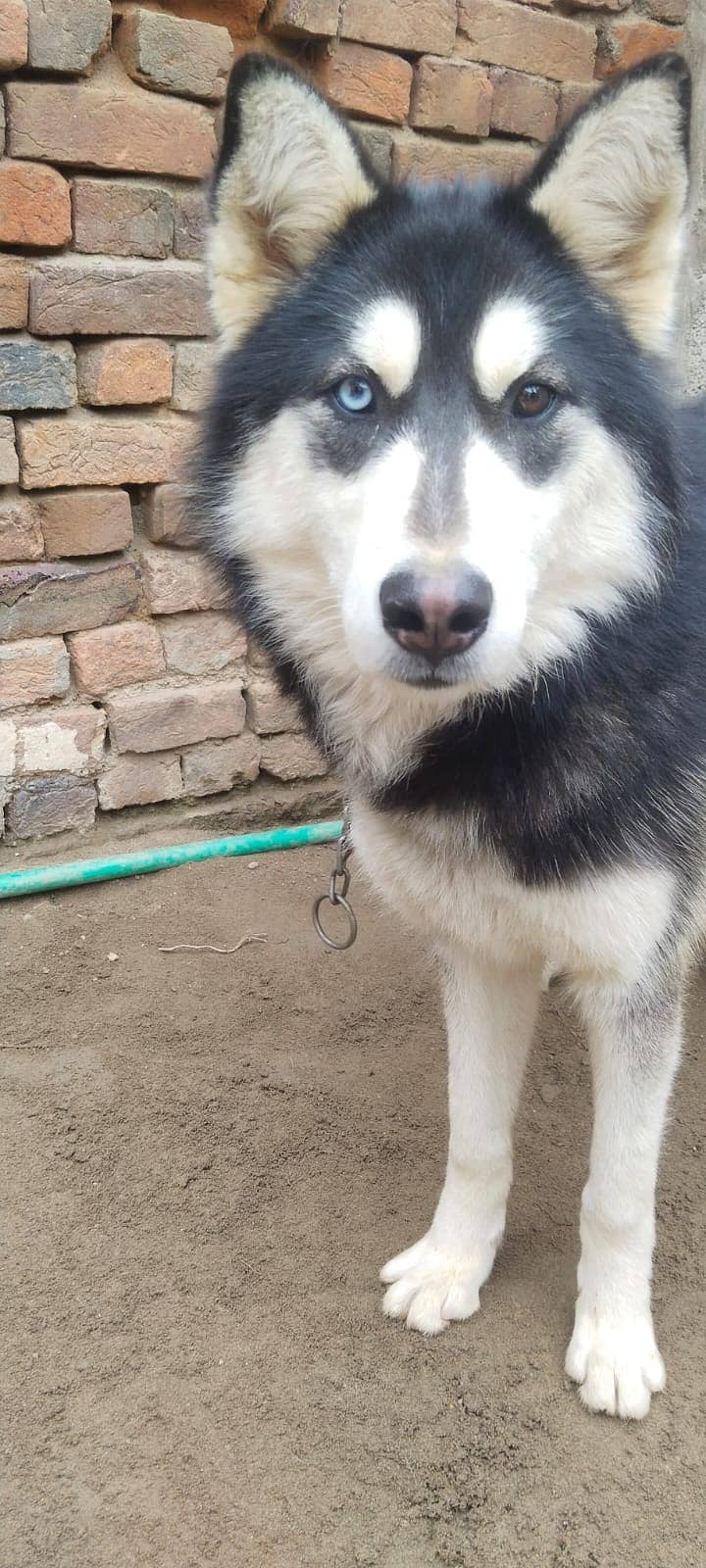 German Shepherd Male Pedigree/Siberian Husky Female 13