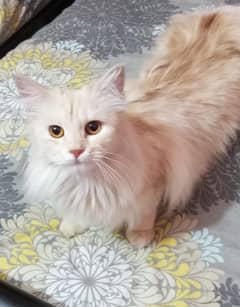 breeding persain cat i want to sale