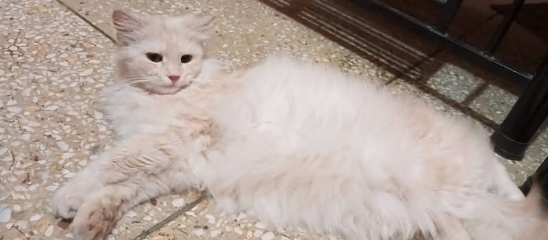 breeding persain cat i want to sale 1
