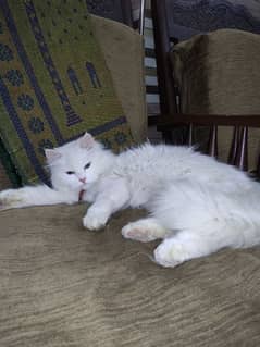 cute Persian cat 0