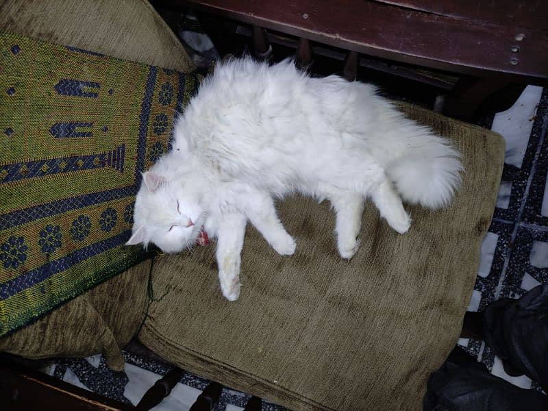 cute Persian cat 2