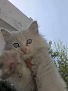 persian blue eyes triple coated kitten