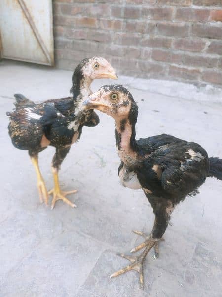 Aseel chicks for sale in lahore 0