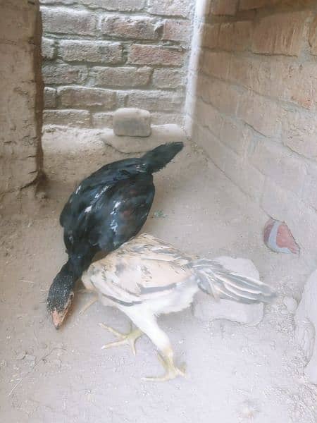 Aseel chicks for sale in lahore 3