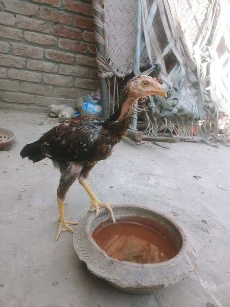 Aseel chicks for sale in lahore 5