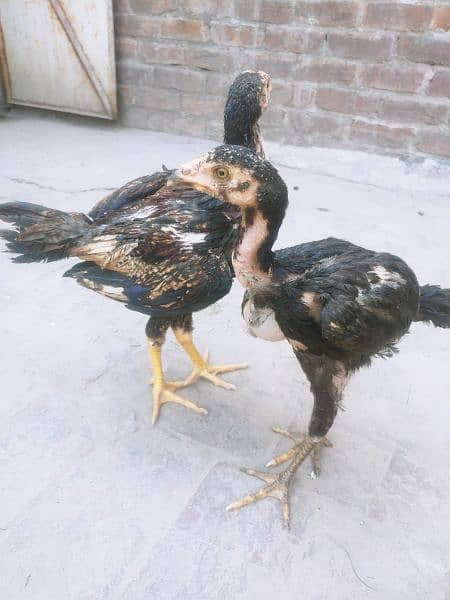 Aseel chicks for sale in lahore 6