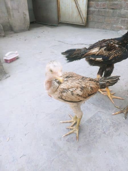 Aseel chicks for sale in lahore 7