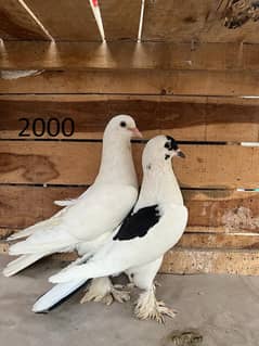 Black lakky | White lakky | Shehrazi | breeder pair pigeons