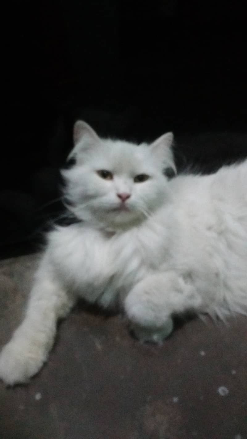 Female cat for sale 2