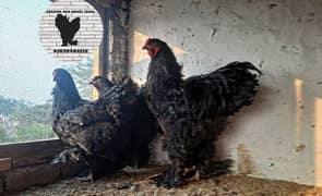 Black brahma chicks for sale