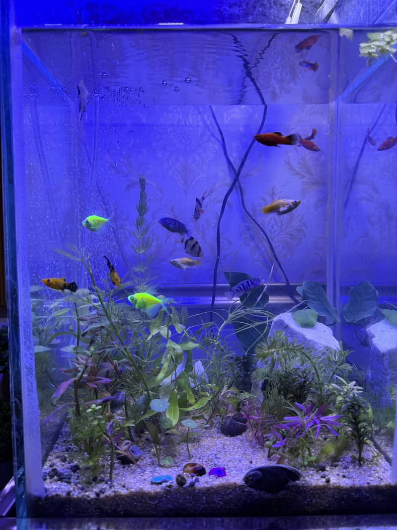 Planted fish aquarium with 12+ fishes 0