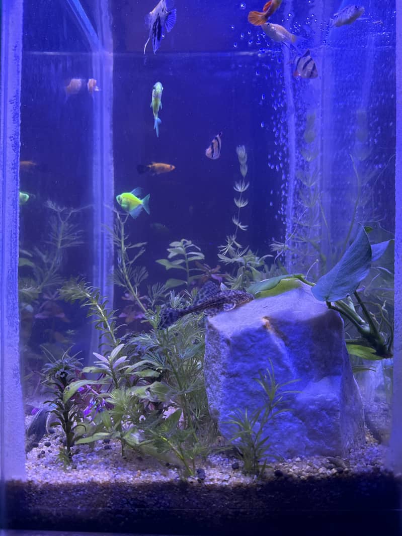 Planted fish aquarium with 12+ fishes 1