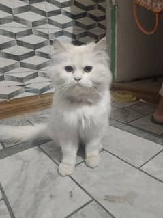 Persian cat | White Coat triple |