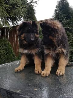 German shepherd pedigree puppy’s are available for sale