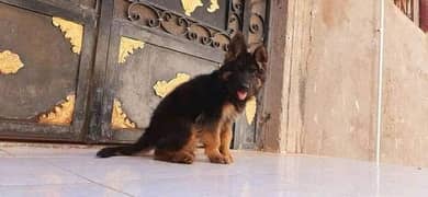 German shepherd puppy’s are available for sale