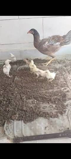 aseel murgi with 7 chicks