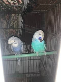 exhibition parrot