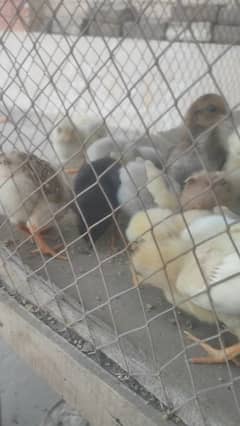 Top quality aseel chicks. Aseel miawali and Heera. chuzy 3027667912