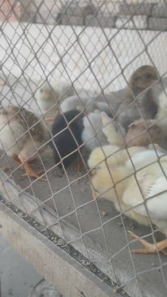 Top quality aseel chicks. Aseel miawali and Heera. chuzy 3027667912 0