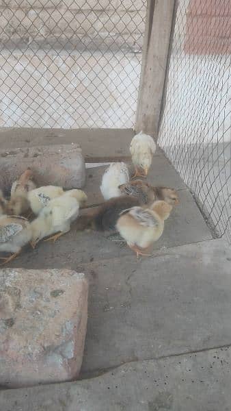 Top quality aseel chicks. Aseel miawali and Heera. chuzy 3027667912 1