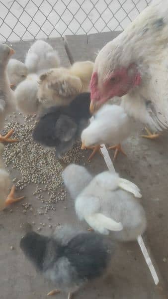 Top quality aseel chicks. Aseel miawali and Heera. chuzy 3027667912 2