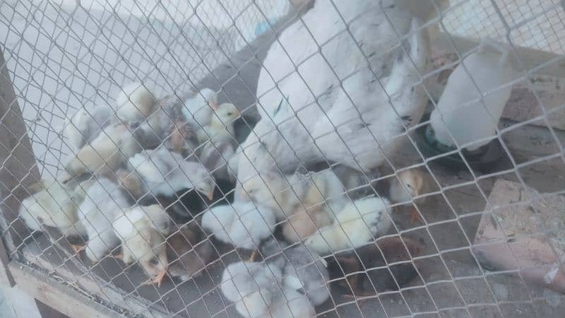 Top quality aseel chicks. Aseel miawali and Heera. chuzy 3027667912 3